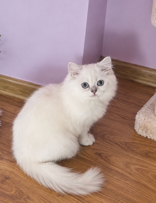 Băiețel British Longhair – un ghemotoc de blăniță și iubire!certificat pedigree