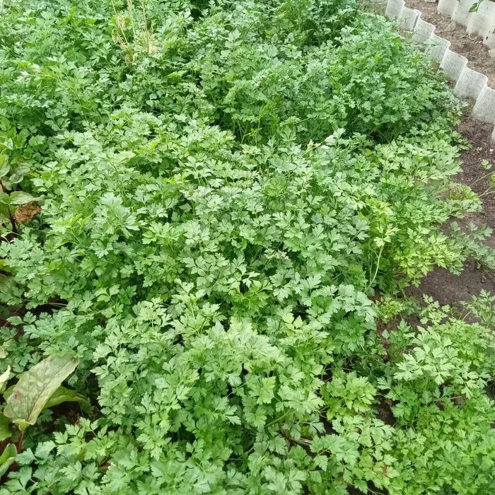 Продам петрушку с грядки