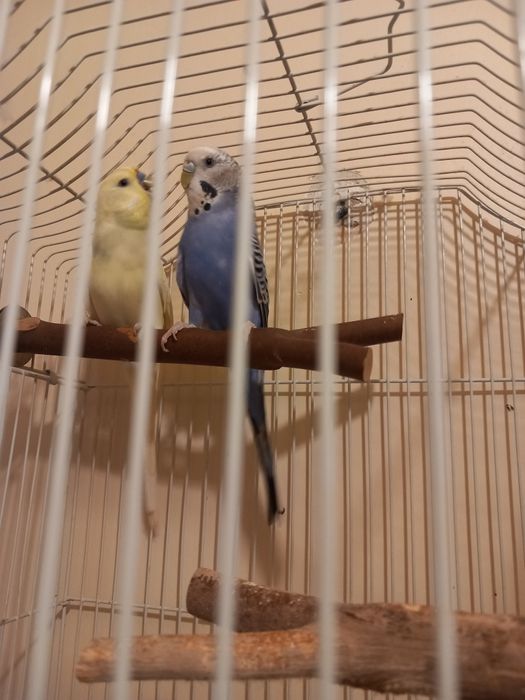 De vânzare o pereche de peruşi