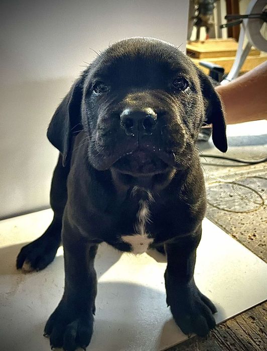 Продавам бебета Кане Корсо