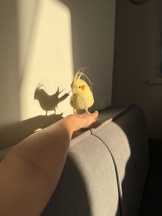 Корелла ручная девочка