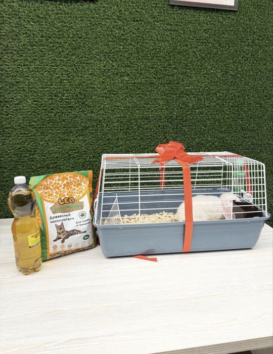 Karlik Quyon Bolari Sotuvda Xar xil ranglari bor