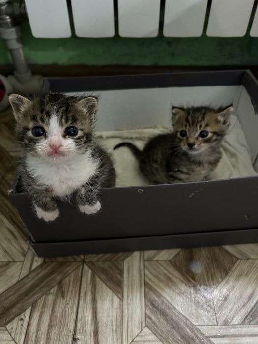 Отдам котят в добрые руки
