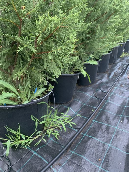 Leylandii -2m+…….110lei …ghiveci 20 litri