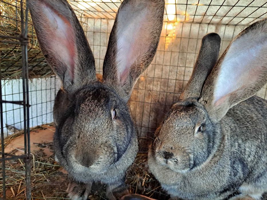 Vand Iepuri Urias German