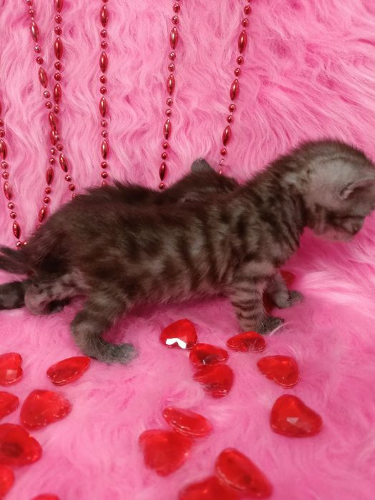 Продам котят шотландка+бенгал