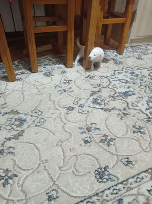 Отдам двух шенков