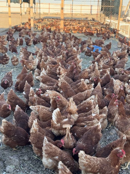 Үидің Тауықтары сатылады Ломан браун