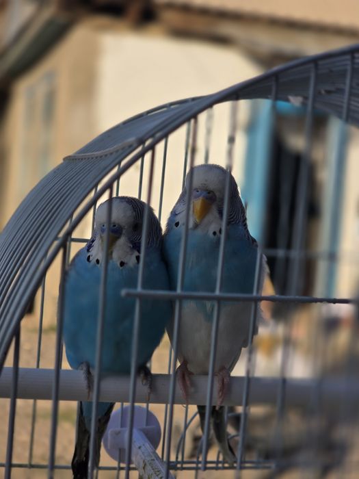 Папугай  сатылады