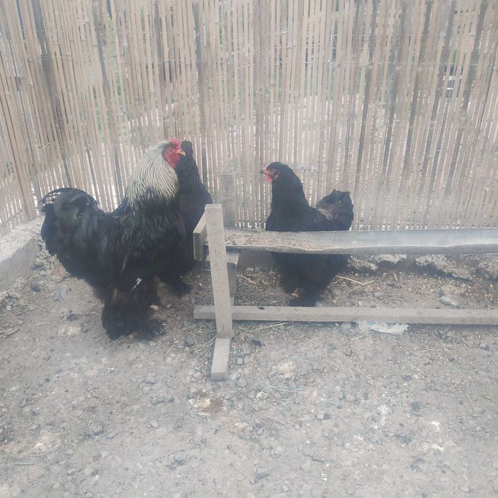 Familie de brahma diferite culori și o familie australop pe negru