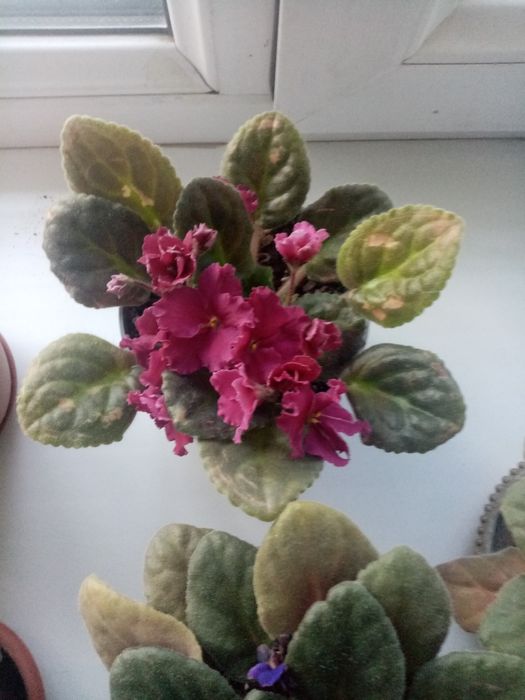 Живые цветы в горшках