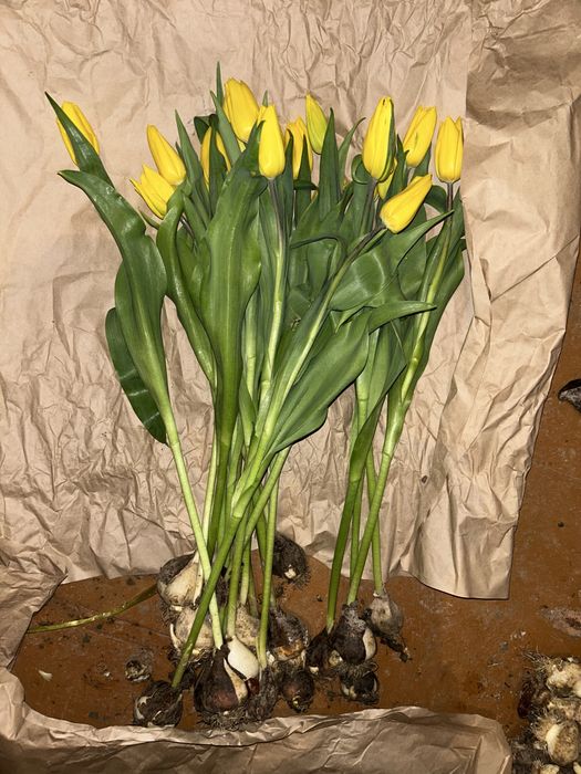 Свежыйе тюльпан цена