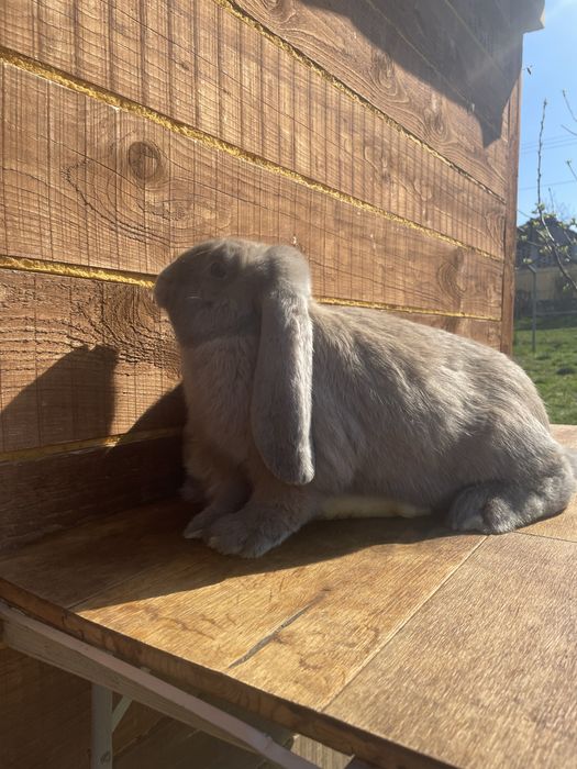 Berbecii germanii masculi