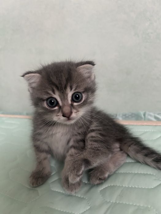 Отдам котят, шотландцы