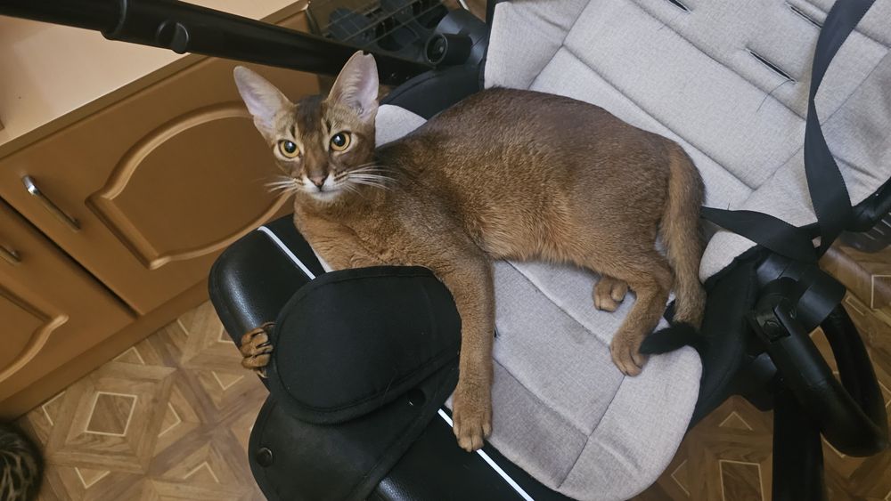 Продам котят Абиссинец