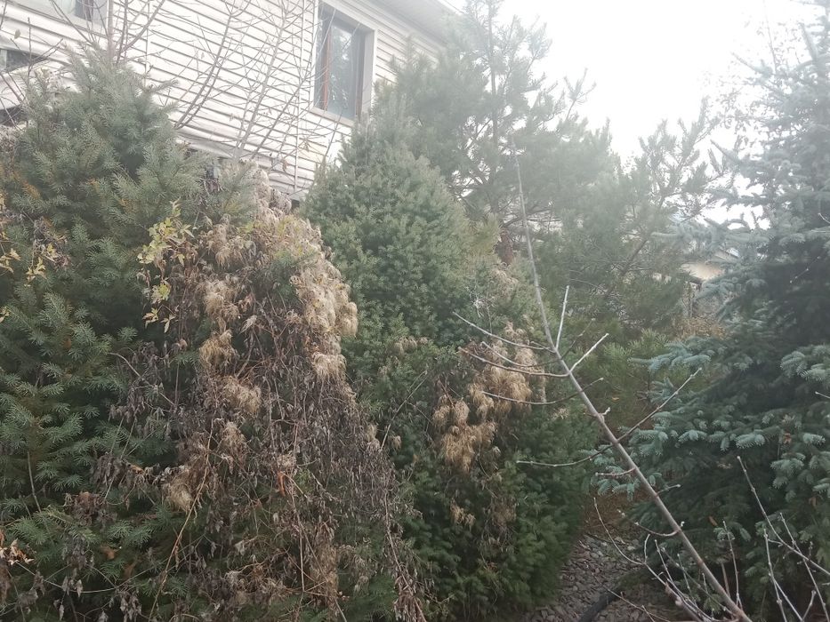 Продам хвойные срочно