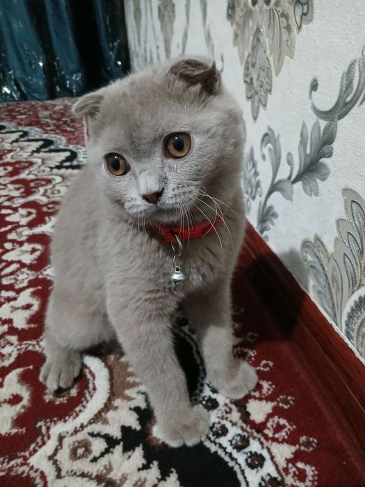 Келин Чақирамиз Скоттиш фолд тоза пародия