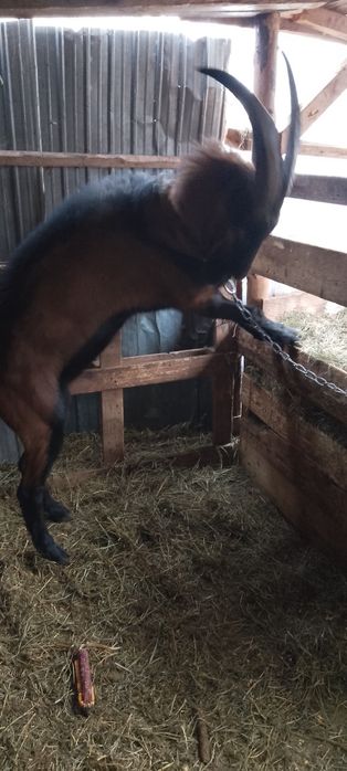 Vînd Țapi alpini francezii de  rasă sau schimb