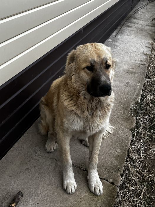 Скбака ит тобет