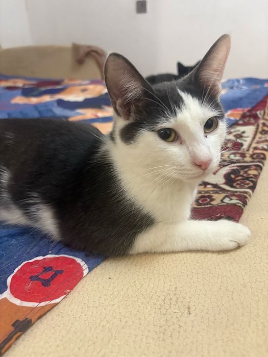 Котенок мальчик  в добрые руки !!!