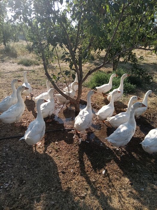 Гуси  породы линда