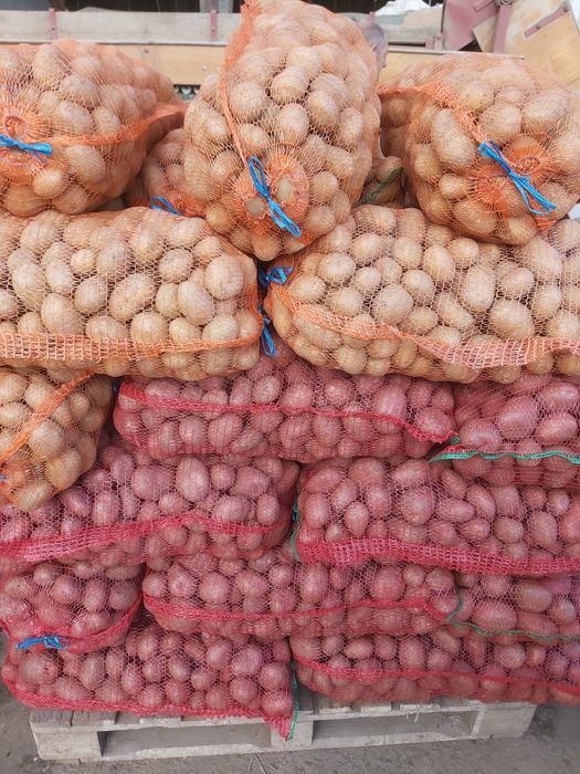 Vând cartof alb si rosu