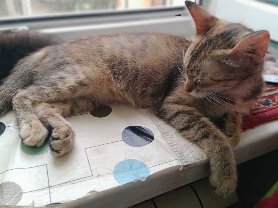 Кошка-мама и котенок