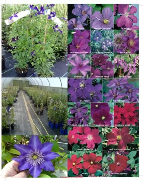 Plante Cătaratoare (Clematis Toate Culorile )