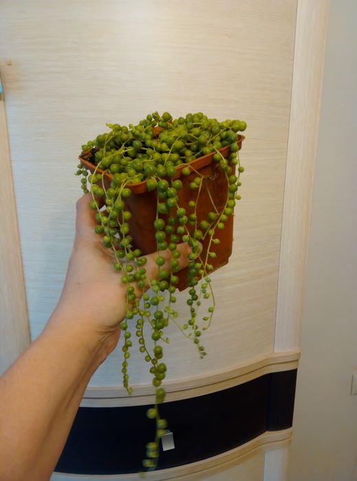 Комнатные цветы  разные