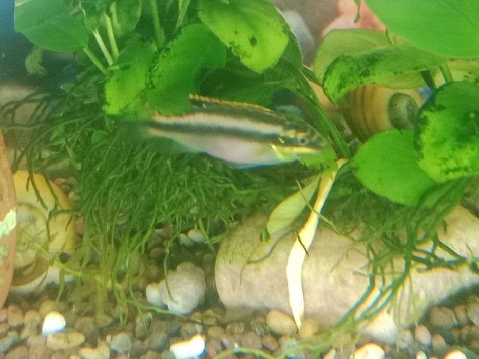 Пельвикахромис рыбка попугай