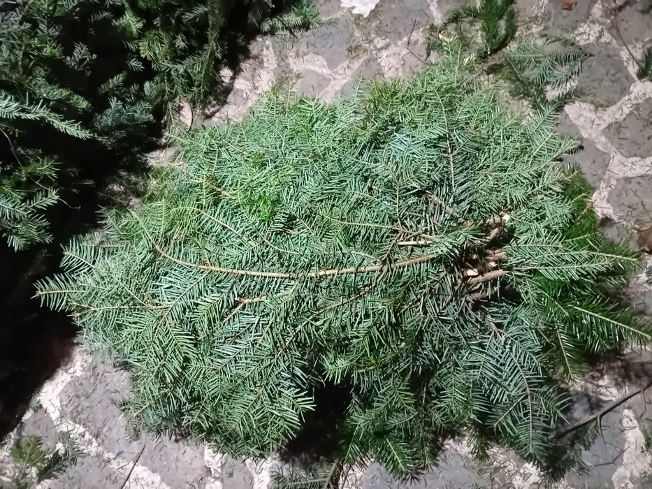 Baloți brad natural
