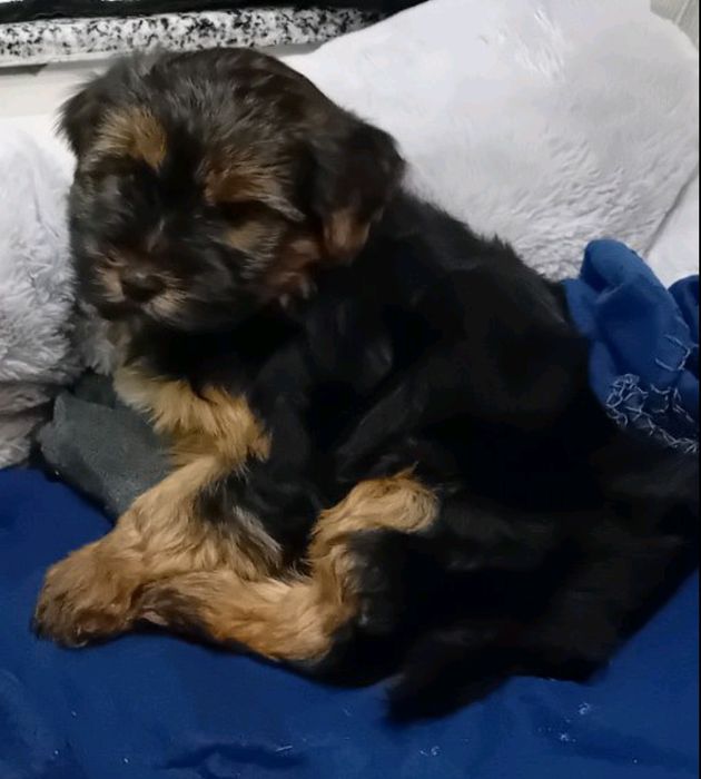 Йорки на 3 месеца