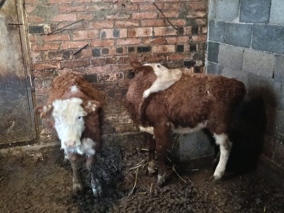 Продам Телят 2 штук