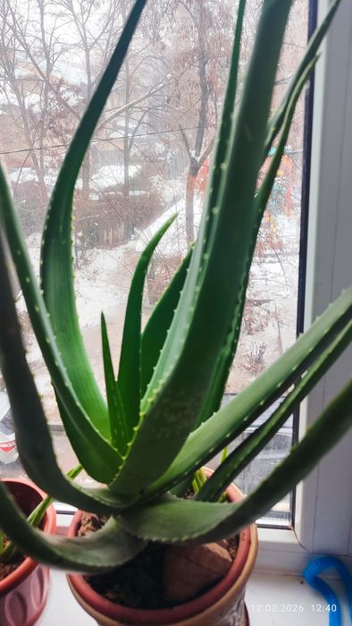 Алоэ вера лечебный 4года