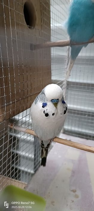 Canari de cantec și peruși