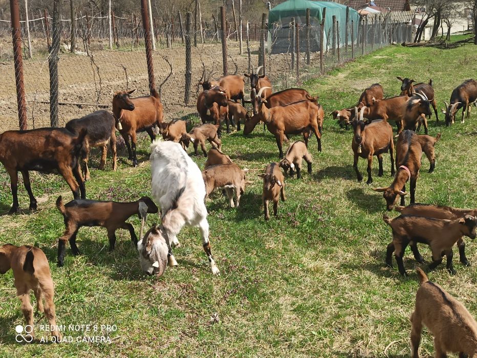 Vând capre alpin francez