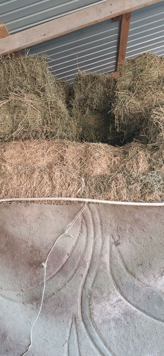 Продам люцерна cено