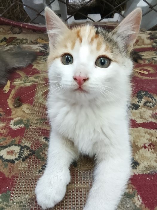 Отдам милых котят в добрые руки