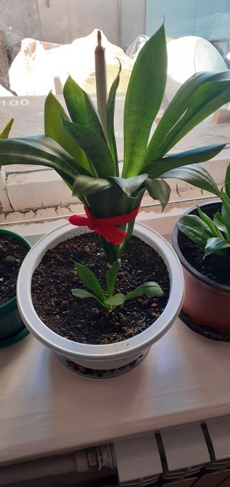 Комнатные цветы от 1500 тг