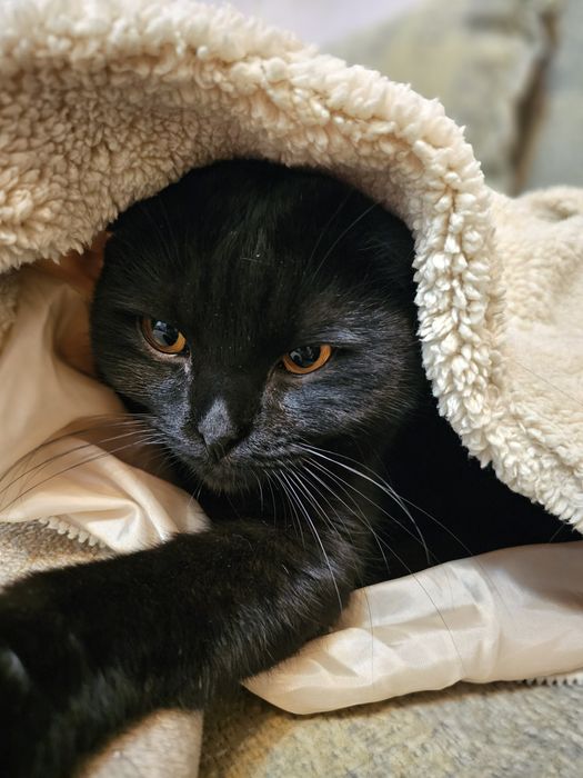 Отдам кота в добрые руки