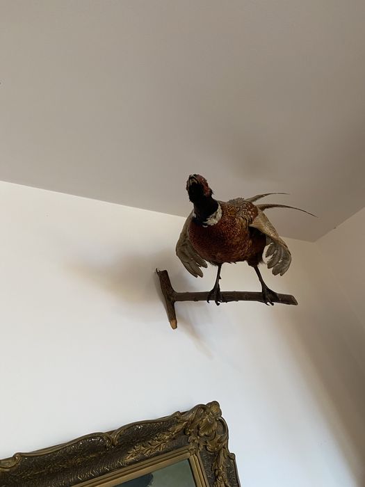 Fazani inpaiati    INPECABILI