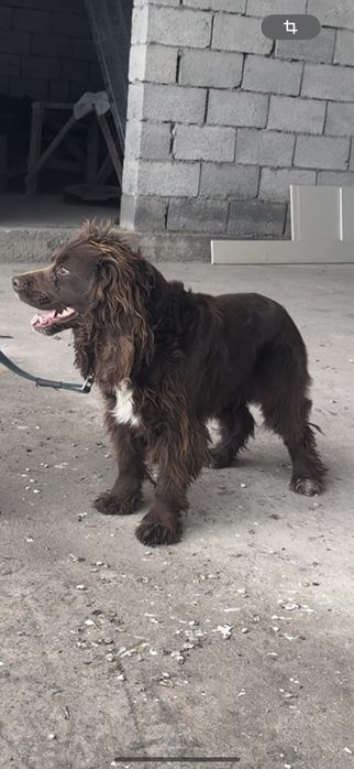 Спаниель мальчик и девочка