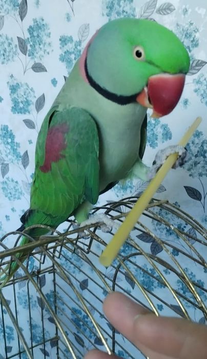Продам александрийский попугай