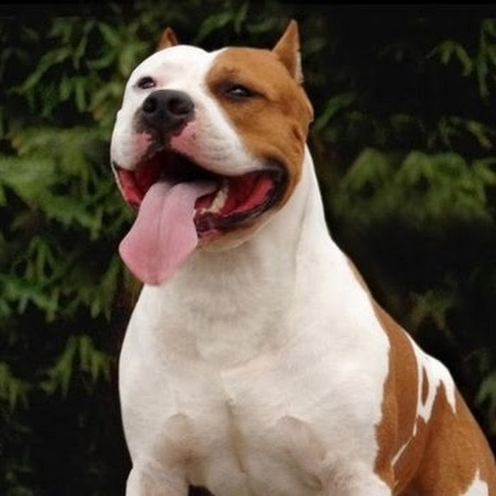 Питбуль терьер .