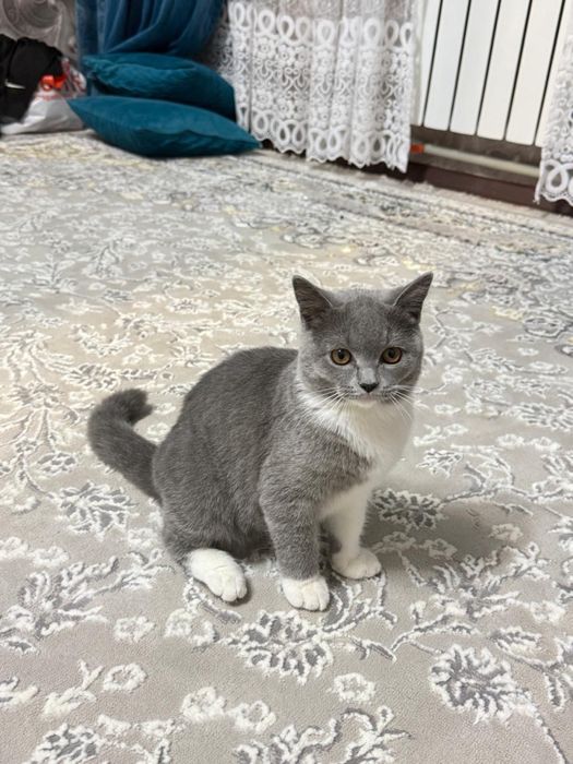 Продается кошка породистая