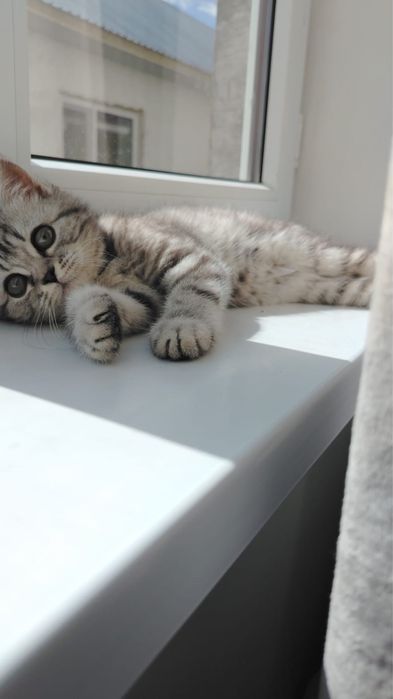 Продам котенка скоттиш страйт 3 мес