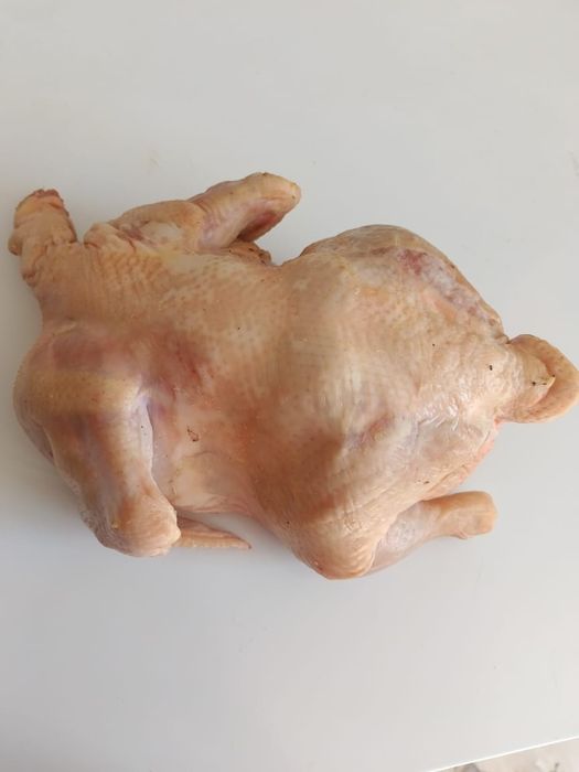 Бройлер домашняя