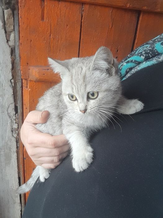 Отдам котят в добрые руки