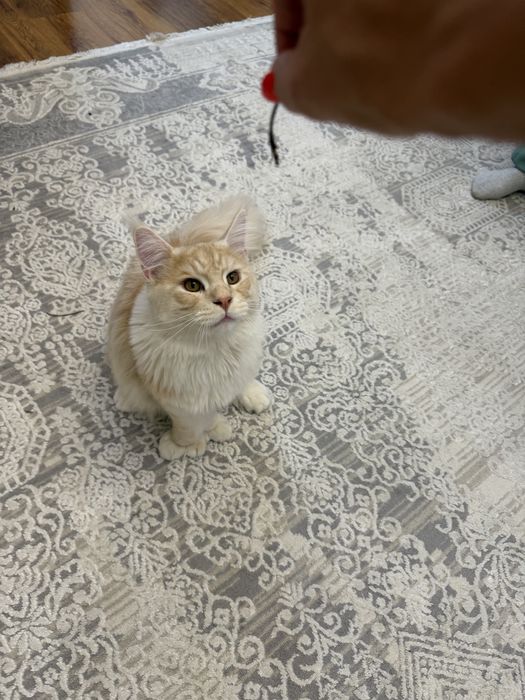 Мейнкун шикарный кот