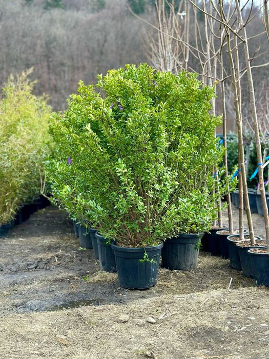 Plante Ornamentale de Calitate – Transport Gratuit Inclus